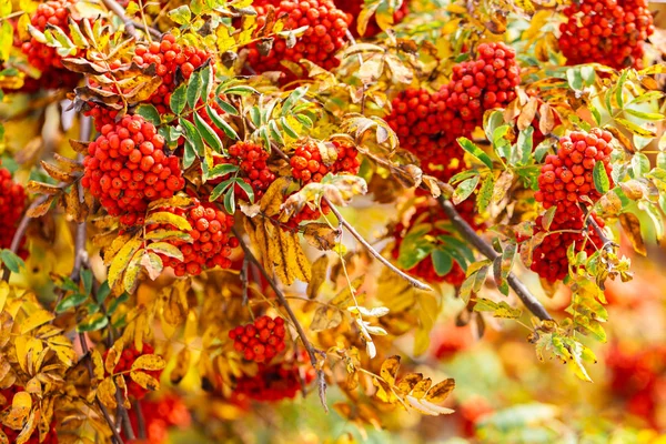 Ragyogó Rowan bogyók egy ágon. Szelektív fókusz, kék háttér. — Stock Fotó