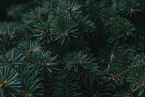 Takken van een sparrenhout (dennenboom). Kerst behang of ansichtkaart concept. — Stockfoto