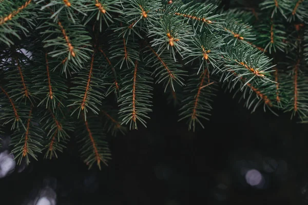 Pluizige takken van een dennenboom. Kerst behang of ansichtkaart concept. — Stockfoto