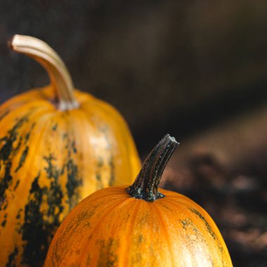 Koyu bir arka plan üzerinde iki turuncu kabak. Yakın çekim. 