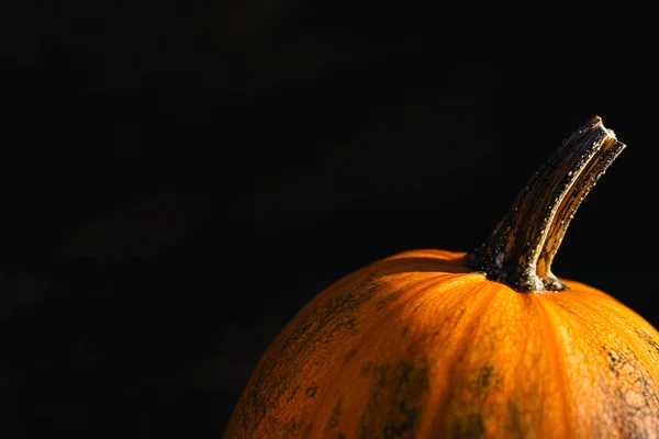 Orange pumpkin on a dark background. Minimalistic concept for Halloween background. — Stock Photo, Image