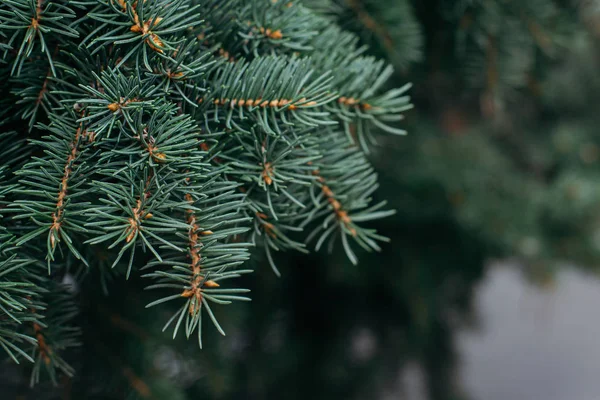 Branches of a spruce or fir-tree. Christmas wallpaper or postcard concept. Close up.