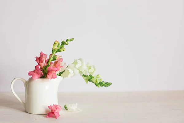Pink and white flowers of Snapdragon or Antirrhinum majus in a jar on a white background.