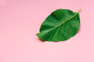 Pembe pastel arka plan üzerinde yeşil yaprak. Tazelik, ekoloji, doğa için minimal kavram.