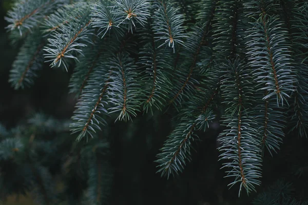 Pluizige takken van een sparren of dennenboom. Kerst behang of ansichtkaart concept. Close-up. — Stockfoto