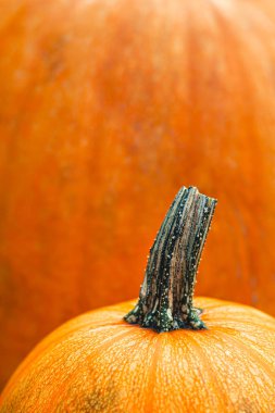 Turuncu bir arka plan üzerinde olgun kabak. Minimal konsept, yakın çekim. 