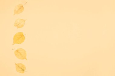 Sarı yaprakları ile Sonbahar arka plan. Sarı pastel arka plan.