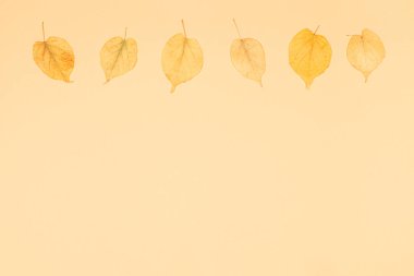 Sarı yaprakları ile Sonbahar arka plan. Sarı pastel arka plan. 