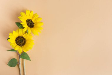 Turuncu pastel arka plan üzerinde iki güzel ayçiçeği.