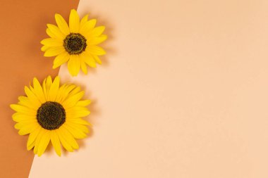 Turuncu kahverengi arka plan üzerinde güzel dekoratif sarı ayçiçeği. Sonbahar renkleri. Düz yatıyordu.