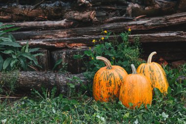 Bir çim ve rustik arka plan üzerinde üç olgun portakal kabaklar. Şükran kartı kavramı. 