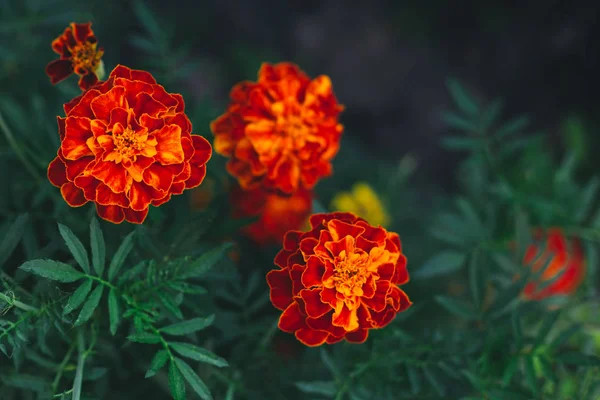 Jasnopomarańczowe Kwiaty nagietka (Tagetes patula) na ciemnozielonym tle. — Zdjęcie stockowe