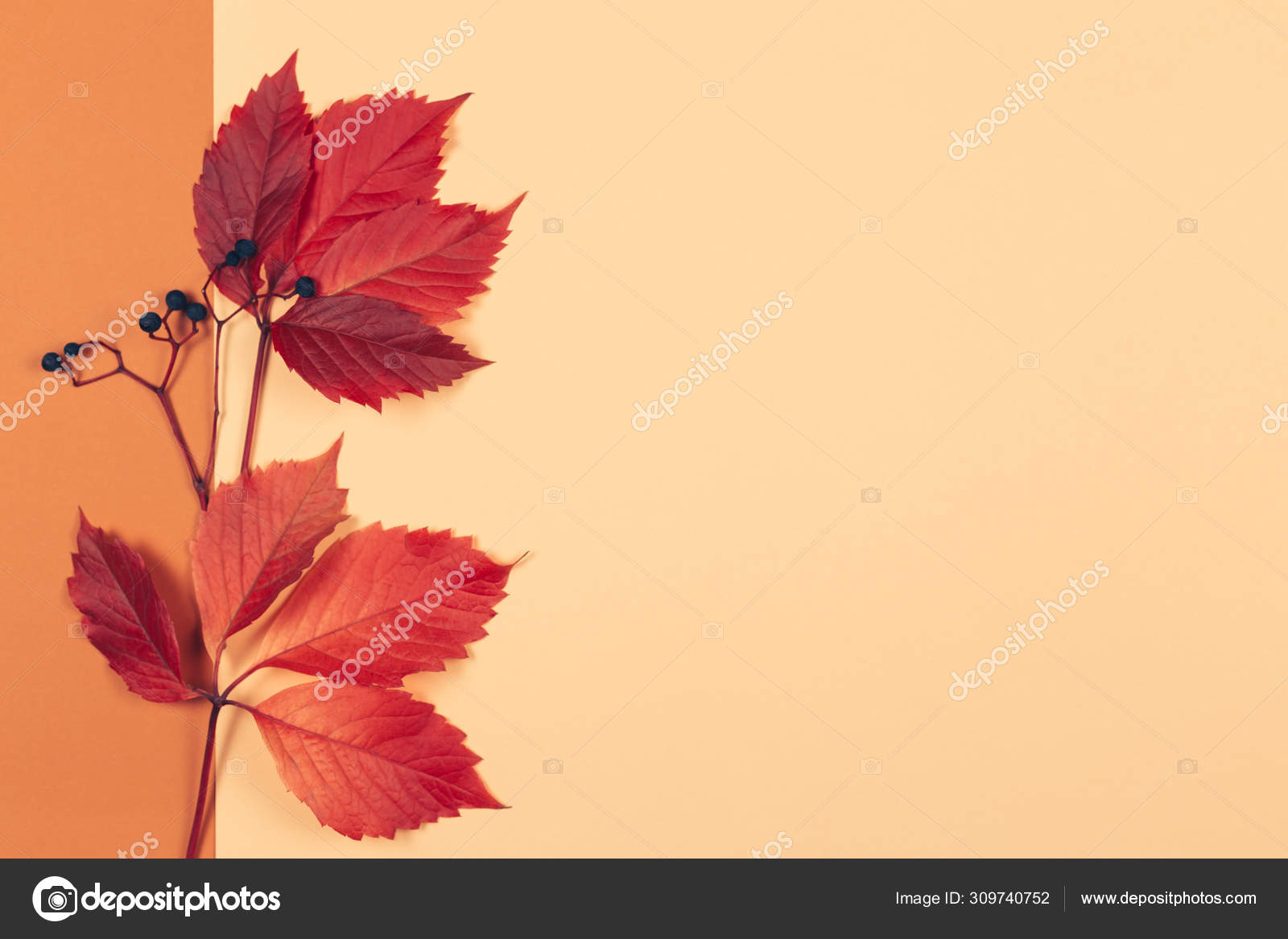 Фото Осенних Цветов Красивых И Листьев