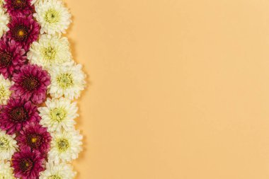 Şeftali pastel arka plan üzerinde krizantem krem ve bordo çiçekleri. Metin için yer. 