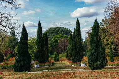Sonbaharda selvi ile güzel eski park. 