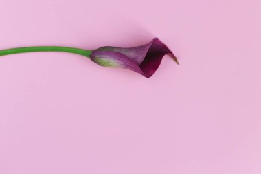 Pastel pembe arka planda güzel bir menekşe zambağı. Düz yatıyordu.