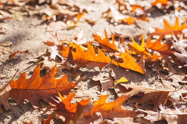 Feuilles de chêne sec tombé dans le parc d'automne par une journée ensoleillée . — Photo