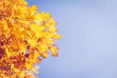 Güneş ve mavi gökyüzünde altın yaprakları olan güzel sonbahar meşesi ağacı.. 