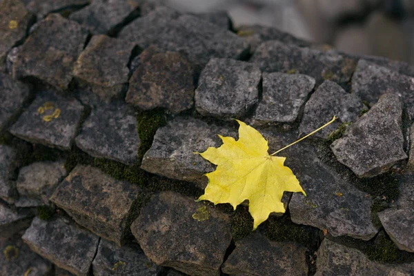 Koyu taş duvarda sarı akçaağaç yaprağı. Yakın plan.. — Stok fotoğraf