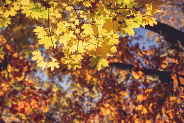Sarı yapraklı ve güneşli güzel sonbahar akçaağacı. 