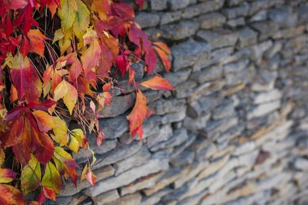 Belles feuilles d'automne rouges et jaunes sur mur de pierre sombre . — Photo