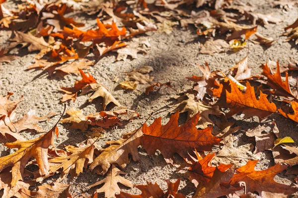 Feuilles de chêne sec tombé dans le parc d'automne par une journée ensoleillée . — Photo