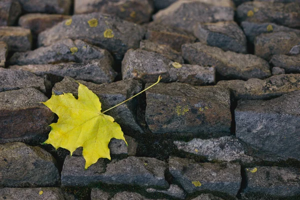 Feuille d'érable jaune sur un mur de pierre sombre. Gros plan . — Photo