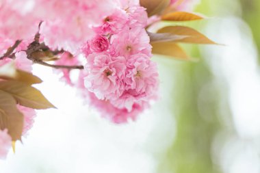 Sakura ağacında harika pembe kiraz çiçekleri. Güzel bir bahar ağacı. Yakın plan.. 