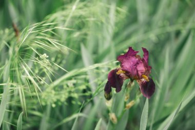 Bahçede güzel mor bir Iris çiçeği. Yeşil arka plan. Seçici odak. 