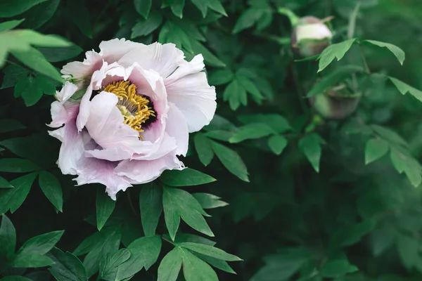 Beautiful Cream Peony Spring Garden Dark Green Background Selective Focus — Stock Photo, Image