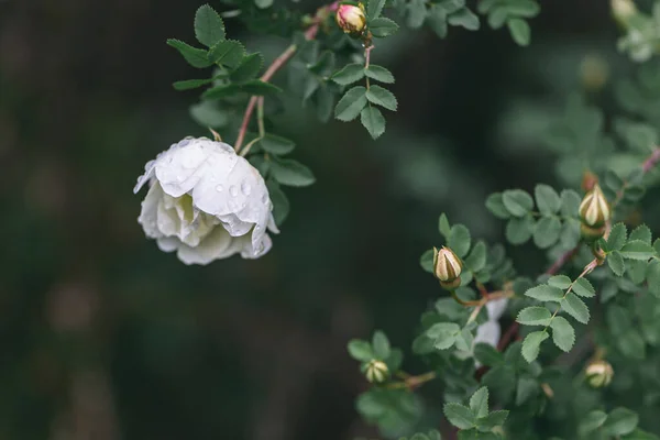 Beautiful White Rose Garden Rain Dark Green Background Selective Focus — Stock Photo, Image