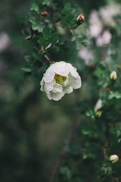 Beautiful White Rose Garden Rain Dark Green Background Selective Focus — Stock Photo, Image