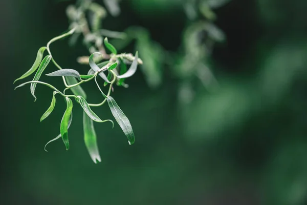 Beautiful willow branch with fresh green leaves after rain. Dark green background. Place for text.