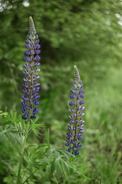 Bir yaz otlağında iki güzel lupin. Seçici odak.