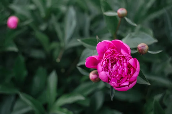 Schöne Rosa Pfingstrose Einem Frühlingsgarten Dunkelgrüner Hintergrund Selektiver Fokus — Stockfoto