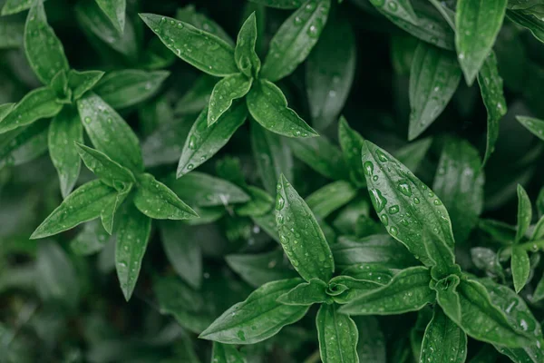 Verse Groene Bladeren Met Regendruppels Groen Patroon Achtergrond Natuurlijke Eco — Stockfoto