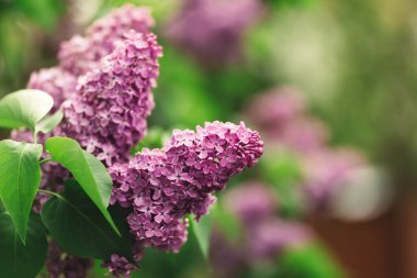 Bahar bahçesinde çiçek açan güzel leylak dalları. Seçici odak.