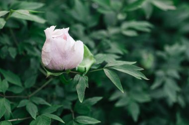 Bahar bahçesindeki güzel kremalı şakayık. Koyu yeşil arka plan. Seçici odak.