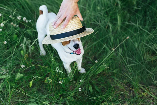 Šťastné Štěně Jack Russell Terrier Jeho Majitel Hrají Strow Kloboukem — Stock fotografie