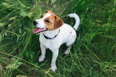 Mutlu köpek yavrusu Jack Russell Terrier yaz otlağında oturuyor. Koyu yeşil arkaplan.