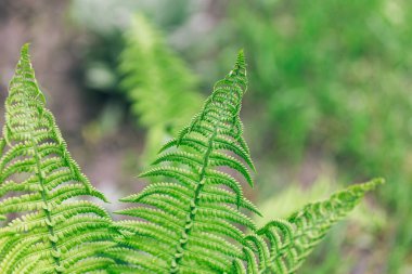 Yaz ormanındaki güzel, taze eğrelti otu yaprakları. Seçici odak. 