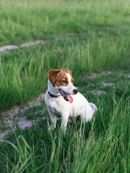 Šťastné Štěně Jack Russell Terrier Sedí Letní Louce Tmavě Zelené — Stock fotografie