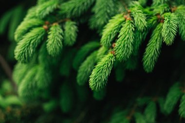 Bir ladin ya da köknar ağacının kabarık taze dalları. Seçici odaklanma. Yakın plan.. 