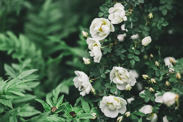 Beautiful White Roses Garden Rain Dark Green Background Selective Focus — Stock Photo, Image