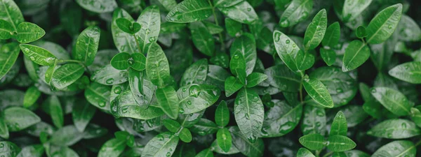 Verse Groene Bladeren Met Regendruppels Groen Patroon Achtergrond Natuurlijke Eco — Stockfoto