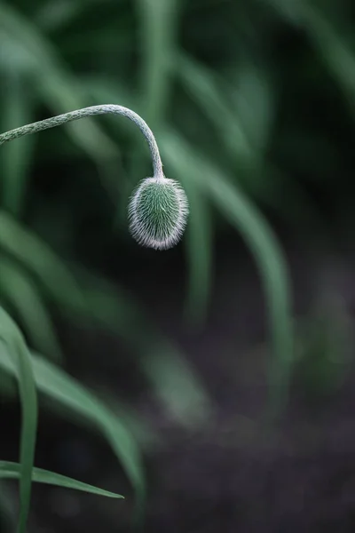 Όμορφη Παπαρούνα Μπουμπούκι Ένα Σκούρο Πράσινο Φόντο Έναν Κήπο Επιλεκτική — Φωτογραφία Αρχείου