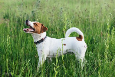 Mutlu köpek yavrusu Jack Russell Terrier yaz otlağında. Gülen köpek. Koyu yeşil arkaplan.