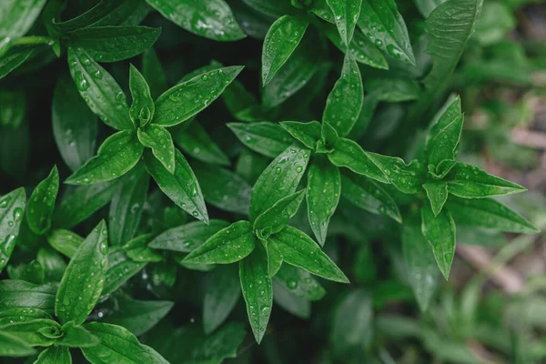 Verse Groene Bladeren Met Regendruppels Groen Patroon Achtergrond Natuurlijke Eco — Stockfoto