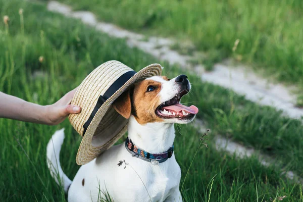 Joyeux Chiot Jack Russell Terrier Son Propriétaire Jouant Avec Strow — Photo