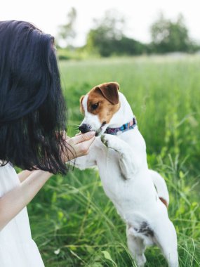 Mutlu köpek yavrusu Jack Russell Terrier ve sahibi yaz otlaklarında oynuyorlar.. 